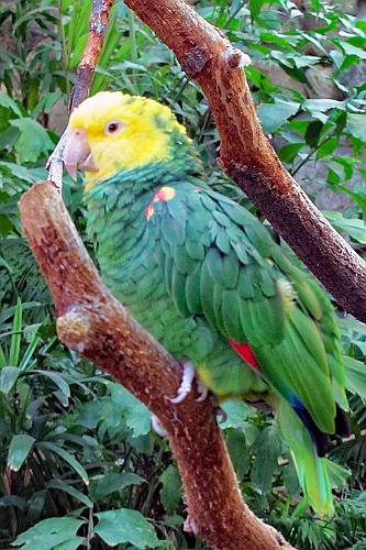 CP0517 (93)